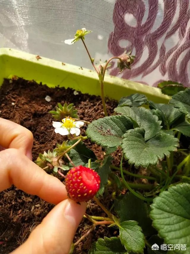 郭麒麟最近在拍戏时脸部受伤，你觉得他做为一个星二代还那么努力为什么？