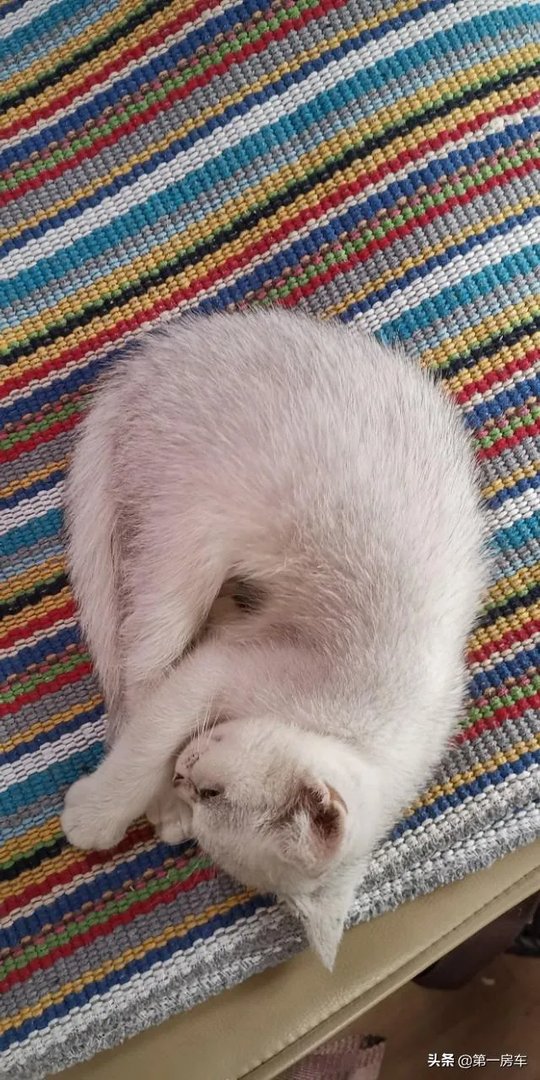 房车旅行可以带猫吗？为什么？