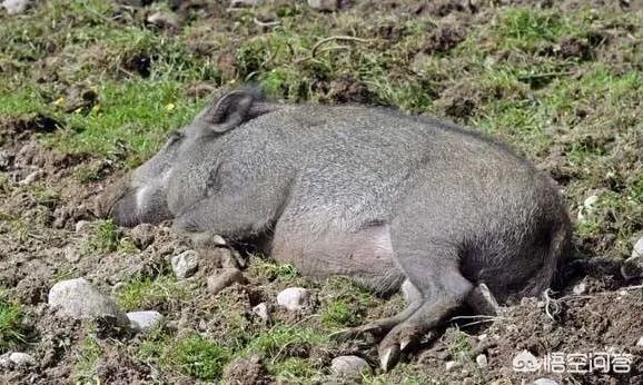 野猪是保护动物国家禁止猎杀,可是农民种的庄稼经常被糟蹋该怎么办?