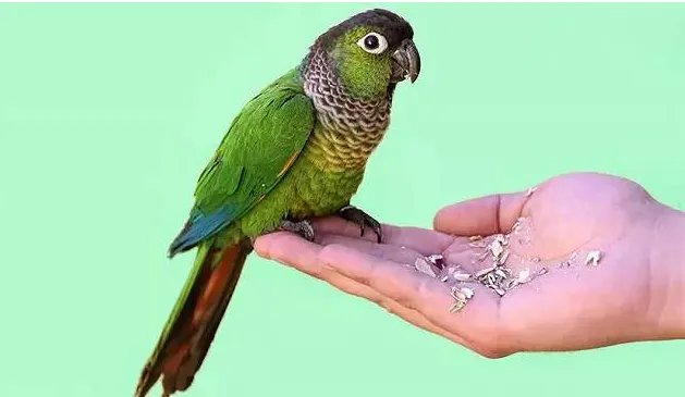 深圳鹦鹉案二审宣判了吗？