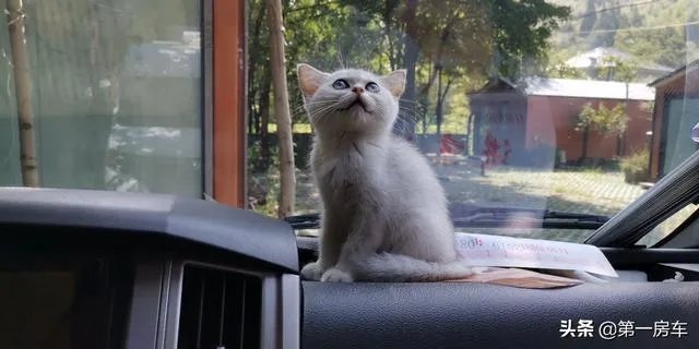 房车旅行可以带猫吗？为什么？