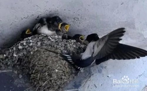 要装修燕子窝怎么办