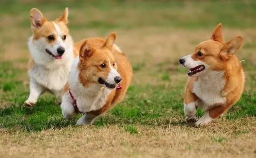 怎样训练狗狗讲规矩呀？