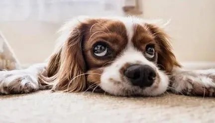 邯郸一男孩失联3日发现遗体,家属称被狗咬身亡警方介入,此事有何进展?