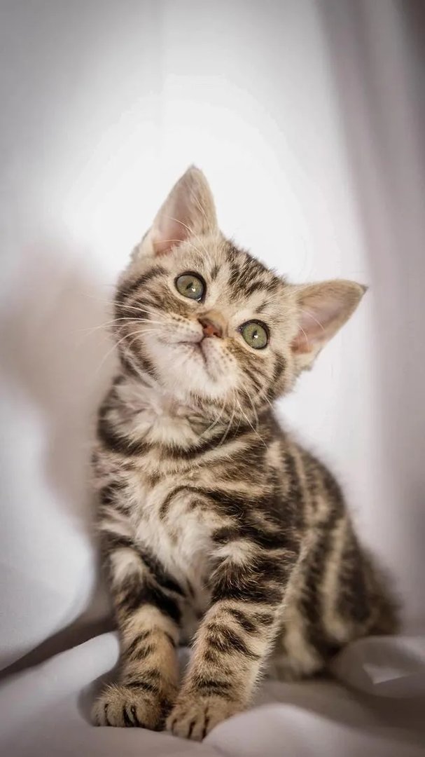 成都价值70万国画惨遭快递损毁，快递公司：未保价只能赔300元, 你怎么看？