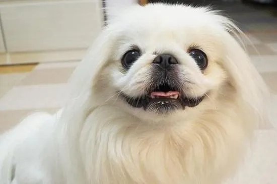 京巴狗是一种可爱的狗狗，那么京巴狗有哪些特点吗？