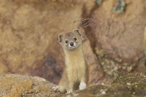 东北地区关于大仙的故事你知道多少？