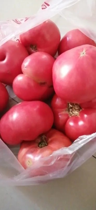 承德存瑞中学能不能带手机？