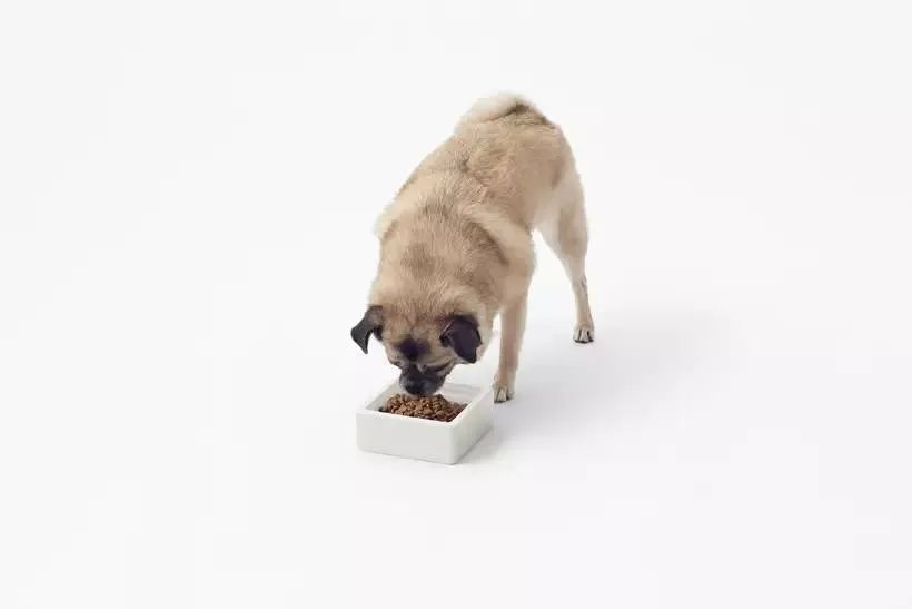 Nendo 3月新品-宠物狗用品系列