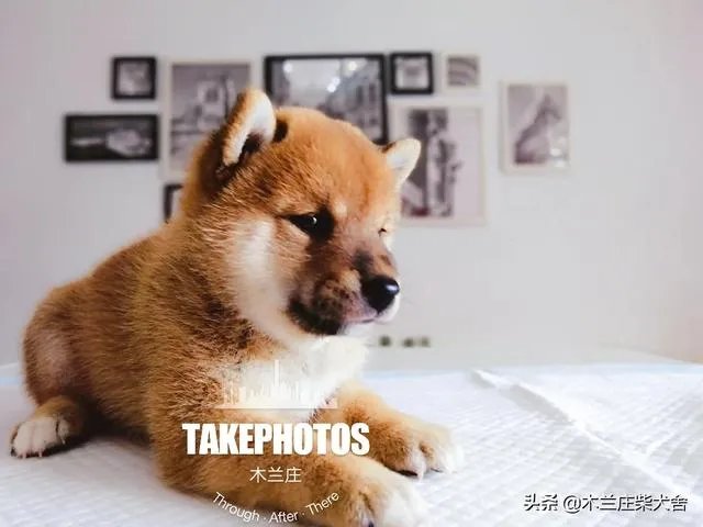 想养只小宠物具体哪个更适合家养？