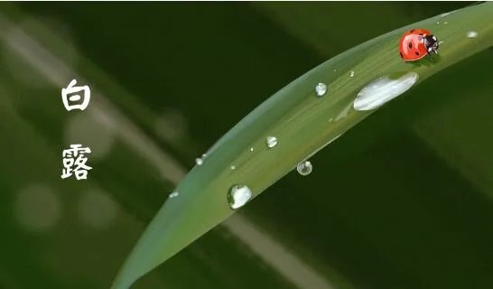 白露是什么意思呢