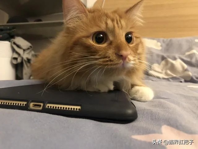 想养只小宠物具体哪个更适合家养？