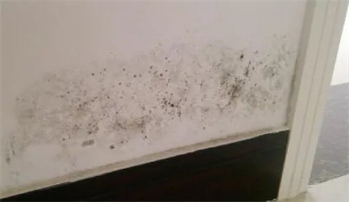 墙面发霉怎么办