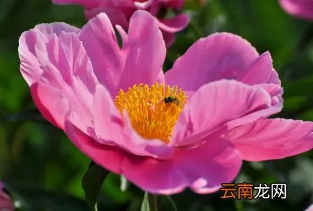 芍药花多少钱一支