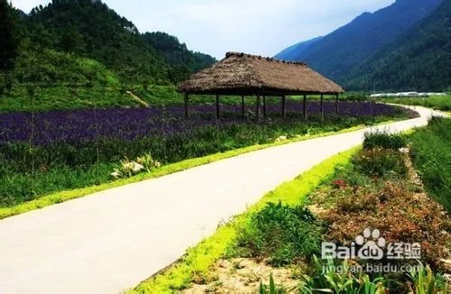 重庆到大木花谷一日游
