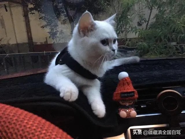 房车旅行可以带猫吗？为什么？
