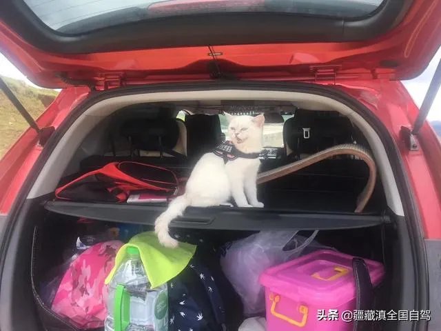 房车旅行可以带猫吗？为什么？