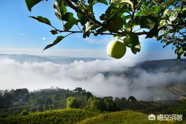 富士苹果的价格是多少?2018年下半年苹果的行情怎么样?