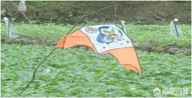 野猪是保护动物国家禁止猎杀,可是农民种的庄稼经常被糟蹋该怎么办?