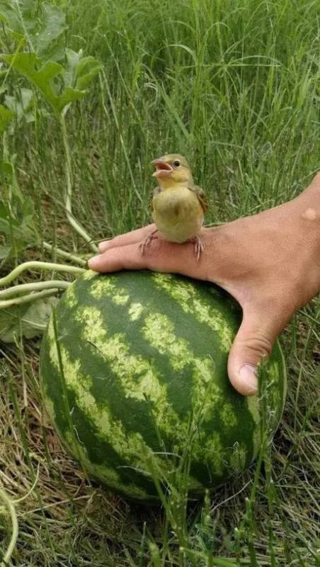 非洲吉布提的荒漠里种出了大西瓜，中国解放军功不可没