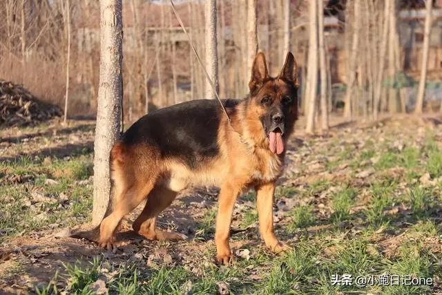 对主人忠诚的狗狗有哪些？