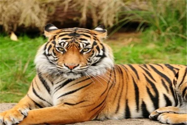 女子下班途中偶遇东北虎，如果是你遇到老虎你会怎么办？