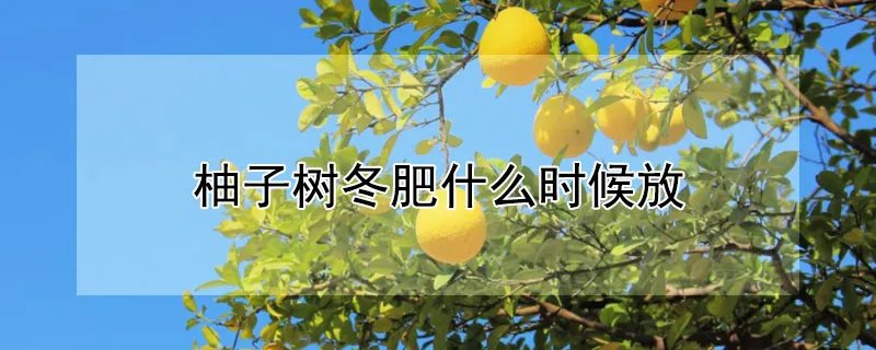 柚子树的栽培方法