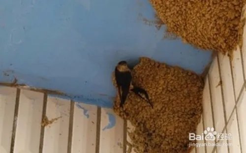 要装修燕子窝怎么办