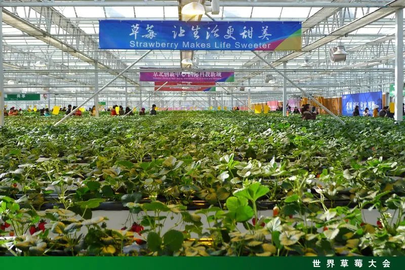 第七届世界草莓大会