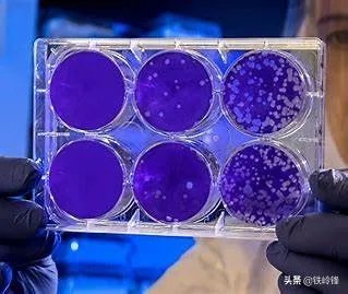 美国确诊人数从前天的35000直降到26000,是真的吗?