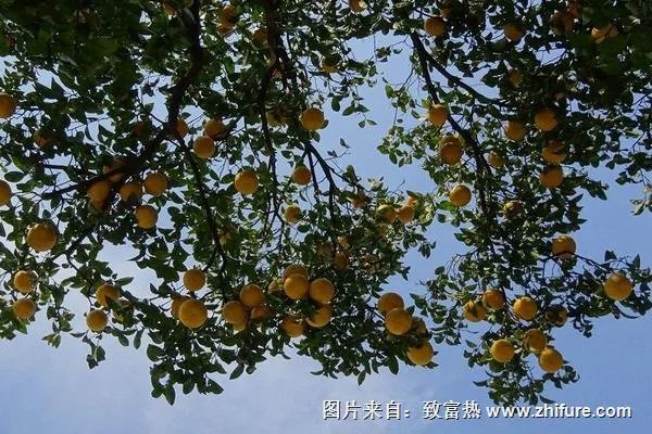 柚子树的栽培方法