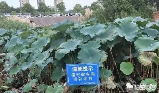 你怎么看南昌市民争相到公园打捞福寿螺这个事？这个有毒吗？