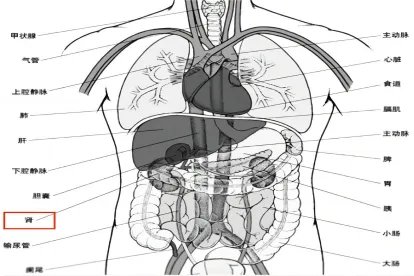 女性五脏六腑中肾的位置与结构图