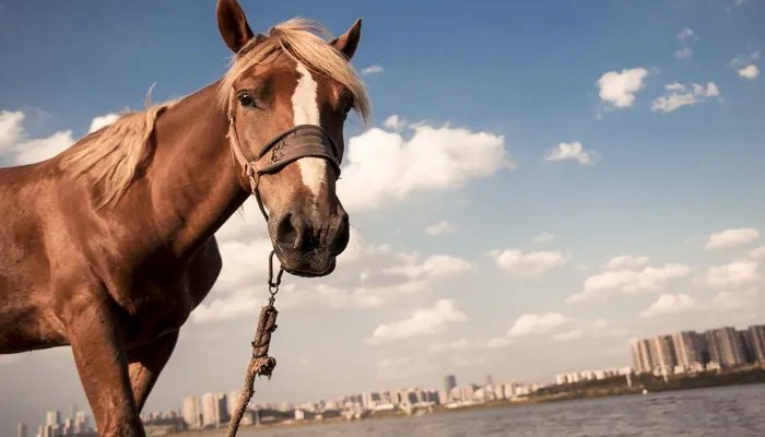 马蹄其实是马的什么 马蹄其实是马的哪个部位