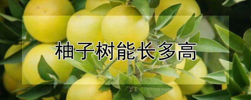 柚子树的栽培方法