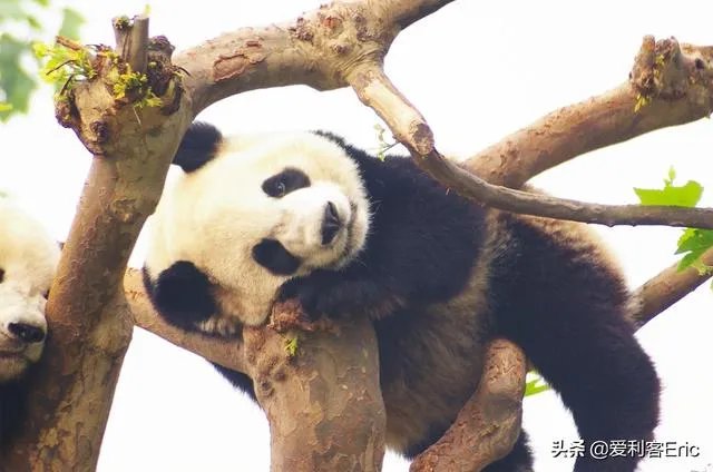 老人在树林里做见不得人的事