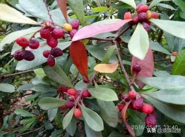 杨梅苗木栽培需要注意哪些事项？有没有什么好方法？