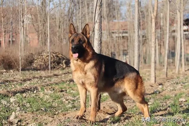 对主人忠诚的狗狗有哪些？