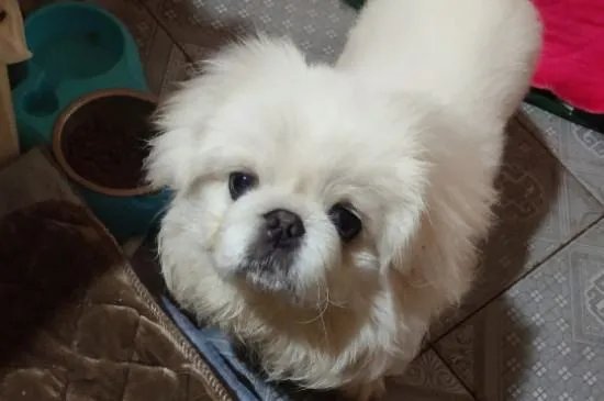 京巴狗是一种可爱的狗狗，那么京巴狗有哪些特点吗？