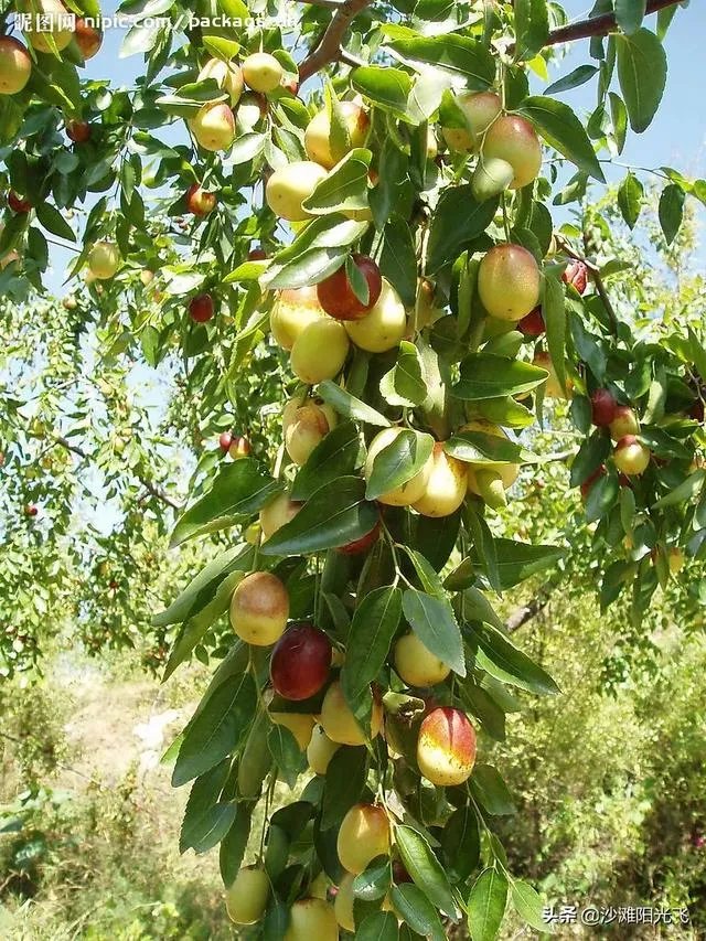 老人在树林里做见不得人的事