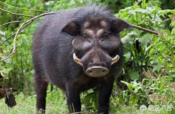 野猪是保护动物国家禁止猎杀,可是农民种的庄稼经常被糟蹋该怎么办?