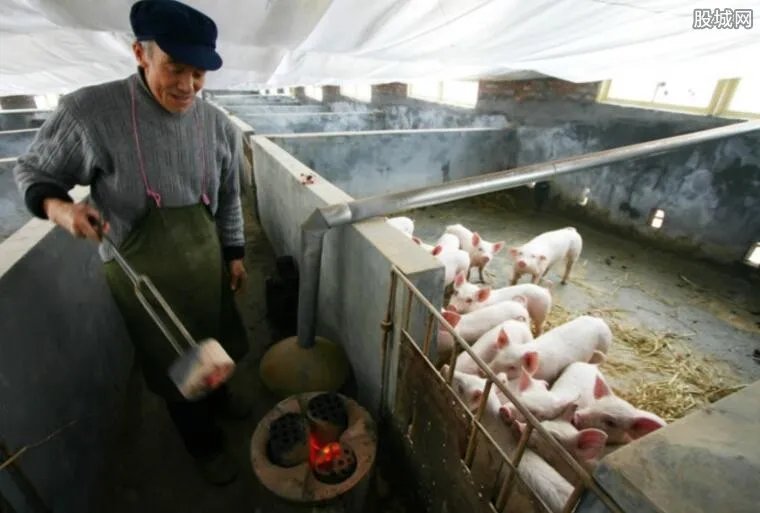 一头猪亏300元 生猪出栏价格已跌破五元