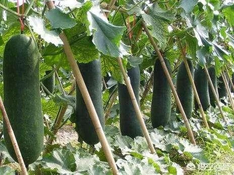 电紫砂煲煲汤好喝吗？