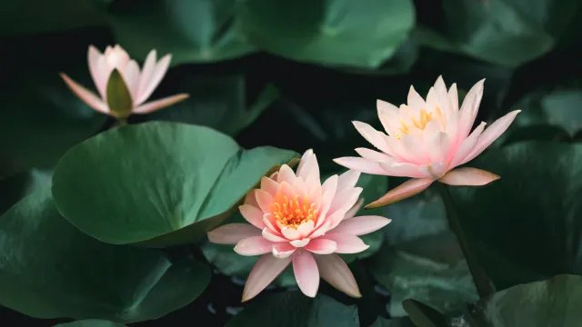 2020年三伏天时间表 2020三伏天什么时候开始什么时候结束