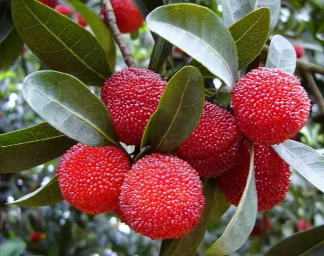 杨梅苗木栽培需要注意哪些事项？有没有什么好方法？