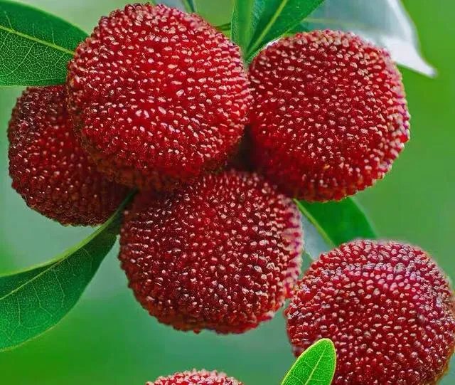 杨梅苗木栽培需要注意哪些事项？有没有什么好方法？