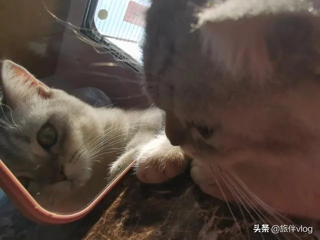 房车旅行可以带猫吗？为什么？