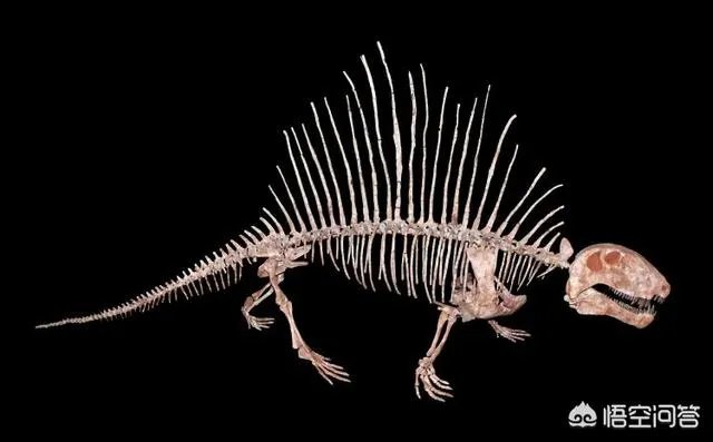 地球演化中有哪些超乎人想象的现象?