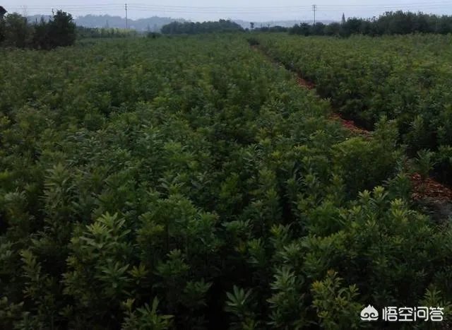 杨梅苗木栽培需要注意哪些事项？有没有什么好方法？