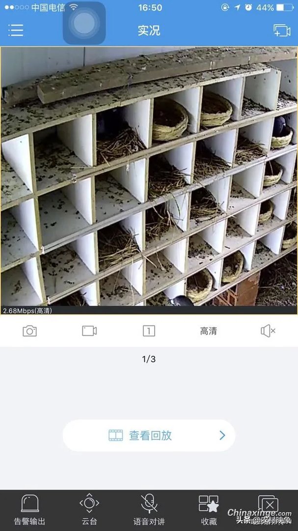 想养信鸽,从网上买种鸽靠谱吗?